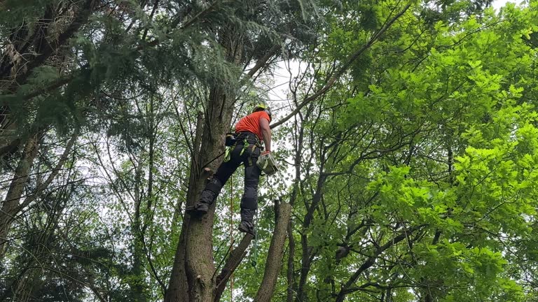 Tree and Shrub Care in Montecito, CA