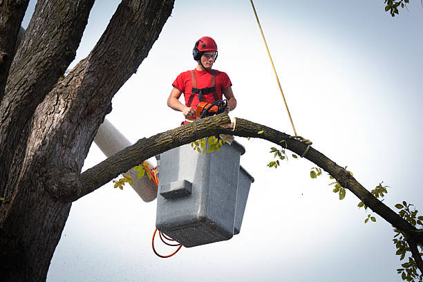 Best Utility Line Clearance  in Montecito, CA