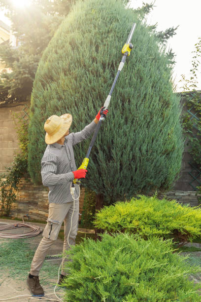 Professional  Tree Services in Montecito, CA